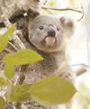 Order your koala Calendar 